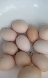 لاری تخم نطفه دار