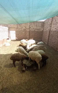 بره سبک