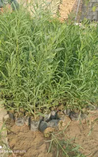 نهال اکاسیاه (بیدسیاه) اکالیپتوس چوب سیاه ۳۵تومن