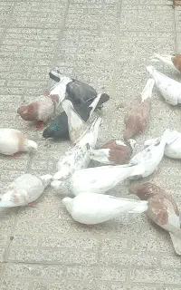 کبوتر پرشی ومسافتی