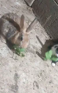 خرگوش‌