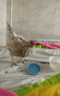 مرغ