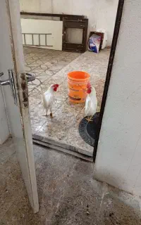 دوعددخروس