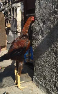 خروس لاری