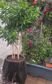 تویض‌خاک‌گلدان‌در‌محل‌سم‌پاشی‌و..