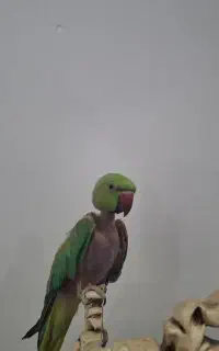 ملنگو نر
