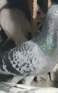 کبوتر گمشده سبز