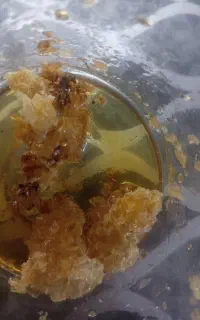 عسل گون کوه کلار