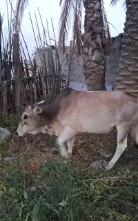 گاو نر چاق هم مناسب داشت هم قربانی
