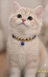 قلاده های مرواریدی برای سگ و گربه قیمت عمده