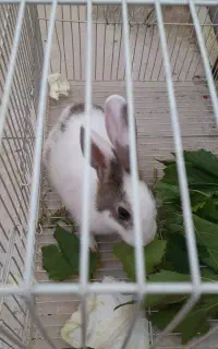 خرگوش