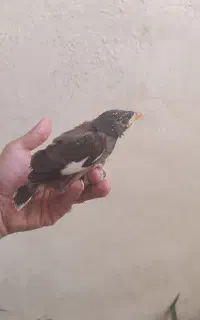 جوجه مینا