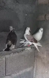 کبوتر پرشی