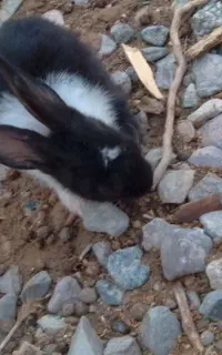 سه تا بچه خرگوش