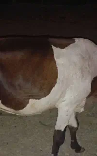 گاو با گوساله