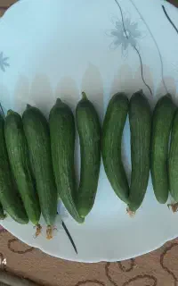 خیار باغی آفیسر فقط ۱۰۰