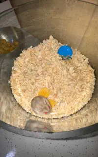 همستر چشم قرمز