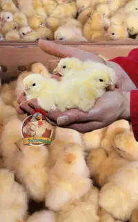 جوجه گوشتی سنگین وزن تولید گیلان