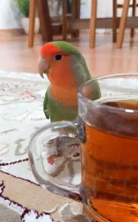 طوطی بریزیلی سبز