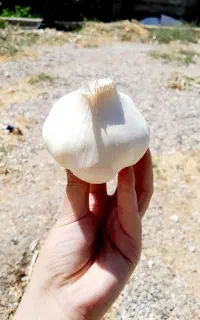 سیر
