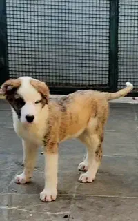 سگ کائو