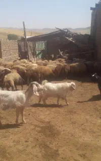 گوسفند شیسک بره بز قوچ گوسفند بز