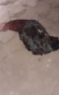 خوروس
