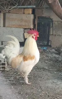 فروش خروس محلی