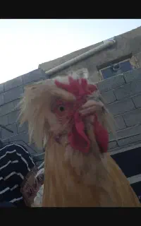 خروس گم شده هرکس پیدا کنه 3 ملیون میگیره