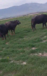زمین،حیوان