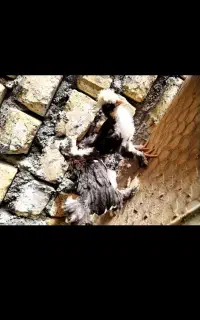 سلطان یکماهه زیبا