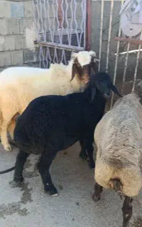بره نر وماده