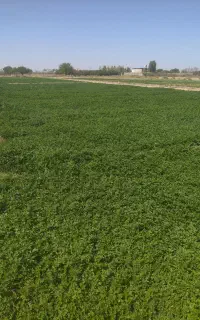 سبزی خورشتی سر زمین