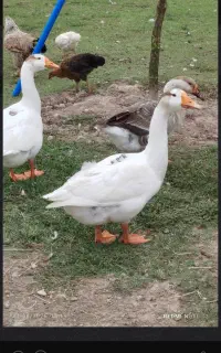 فروش غاز