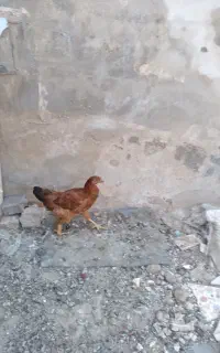 اردک مرغ