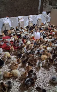 جوجه فروشی زرین محلی بوقلمون گوشتی