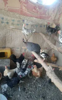 مرغ شاخدار