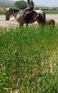 مادیان و کره اسب