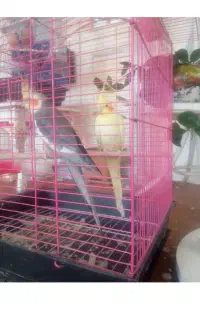 عروس هلندی