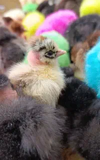 جوجه کاکلی، گردن لختی، رنگی، گلپایگان