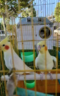 عروس هلندی