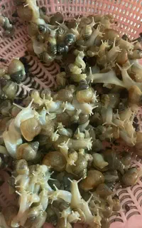 فروش حلزون از سوپر مولد تا کوچک