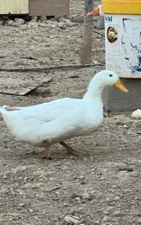 اردک بالغ نر