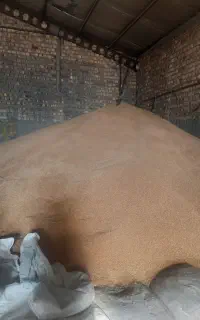 گندم بذری بوجاری رقم سرداری