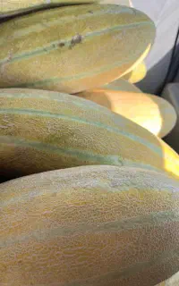 خربزه شیرین و رسیده