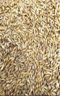گندم کبوتر مرغ خروس بوقلمون