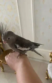جوجه عروس هلندی