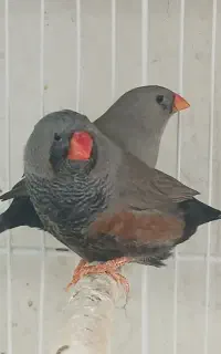 فنچ شارکول