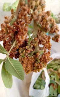 سماق‌تازه