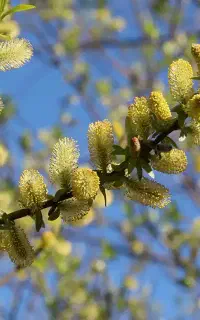 عرق‌گیری فوری با گیاه خودتون